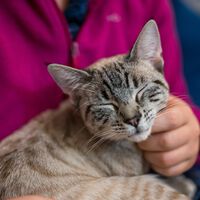 Tu gato te ignora en apariencia, pero en secreto sincroniza sus hormonas con las tuyas