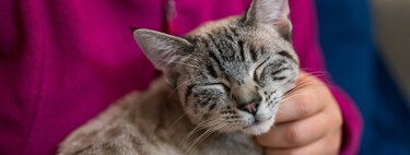 Tu gato te ignora en apariencia, pero en secreto sincroniza sus hormonas con las tuyas