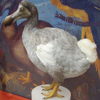 Creíamos que el dodo, ya extinto, no tenía ningún pariente vivo. La ciencia demostró lo contrario 