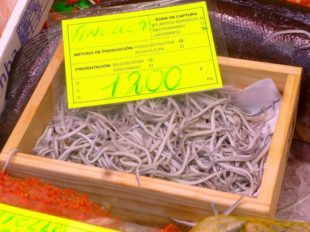 La angula se seguirá pescando en Asturias, pese a estar en peligro de extinción: “Protegerla no resolvería el problema”