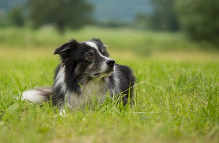 Listos Border Collie