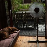 El único ventilador de pie que sigue rebajado tras el Prime Day: la mejor forma de sobrevivir a la ola de calor sin gastar tanto