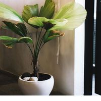 Las tres plantas que crecen rápido y hacen que tu casa parezca otra (sin apenas esfuerzo) 