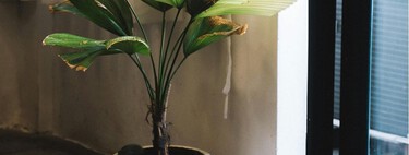 Las tres plantas que crecen rápido y hacen que tu casa parezca otra (sin apenas esfuerzo) 