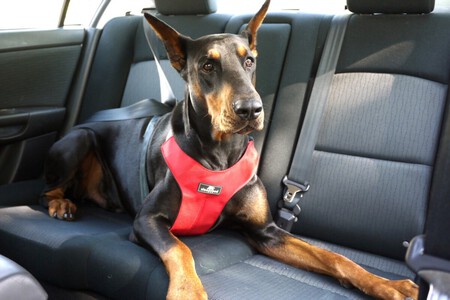 Mascota Viaje Auto Multa