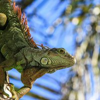 Florida vive su invierno más frío en muchos años. Así que va a sacrificar a 5.000 iguanas salvajes