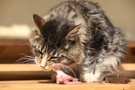 Dieta Barf Como Se Prepara 1