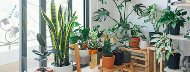 Las plantas de interior más fáciles de cuidar que apenas necesitan agua ni luz