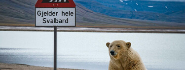 "Válido para todo Svalbard": un turista se lleva 5.300 dólares de multa por despertar a un oso polar con una sirena marítima