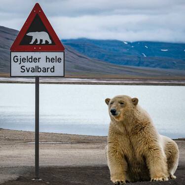 Molestar a los osos polares en Svalbard tiene precio: una multa de 5.300 dólares por acercarse a ellos con una sirena marítima 