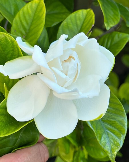 Jazmin Del Cabo Gardenia Jasminoides Es Su Mejor Epoca Nos Sucede Seguido Que Vemos Sus Hoj