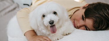 Los perros hipoalergénicos no existen. Los antihistamínicos seguros para perros sí