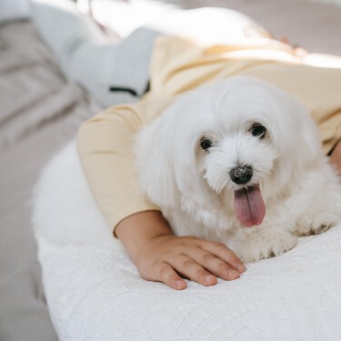 Los perros hipoalergénicos no existen. Los antihistamínicos seguros para perros sí