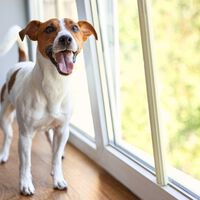 Sexto sentido canino ou pura coincidência? Ciência explica a habilidade dos pets de detectar mudanças invisíveis no ambiente 