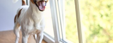 Sexto sentido canino ou pura coincidência? Ciência explica a habilidade dos pets de detectar mudanças invisíveis no ambiente 