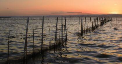 La vida se recupera en La Albufera