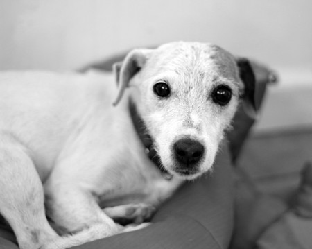 El amor es químicamente evidente después de que los perros y sus dueños se miran a los ojos
