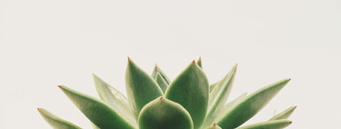 Los cinco secretos para que tus suculentas crezcan sanas y no se pudran 