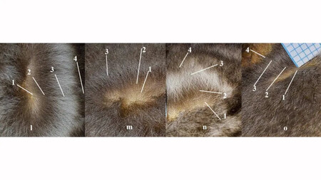 Signos De Alopecia Por Estres En Murcielagos