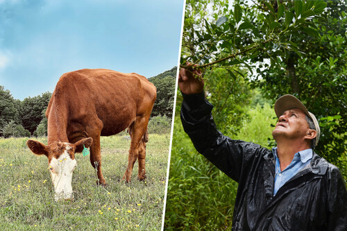 Apple is reviving Brazilian forests