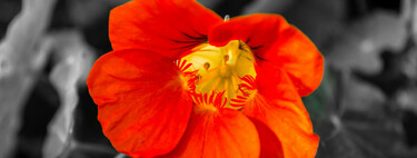 Esta flor es bonita, comestible y llenará de color tu terraza o jardín con muy pocos cuidados 