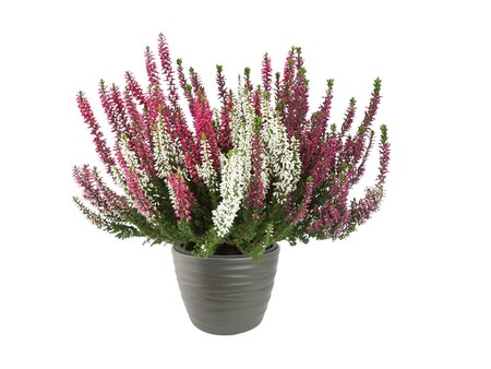 Brezo Tricolor Zoom 1