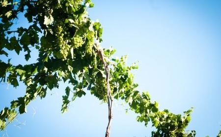 Compañeros de ruta: de patrias queridas, tierras vinícolas y gorriones parisinos