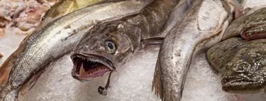 Todas las merluzas europeas tienen anisakis, según un informe científico vasco. Y el 20% de anchoas y boquerones 