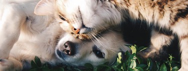 ¿Perdiste a tu mejor amigo peludo? Así es la nueva herramienta digital para reportar y encontrar mascotas extraviadas en Bogotá 
