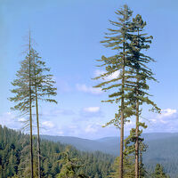 Durante décadas Hyperion fue uno de los secretos mejor guardados de California. Revelar dónde estaba el árbol más alto del mundo casi acaba destruyéndolo 