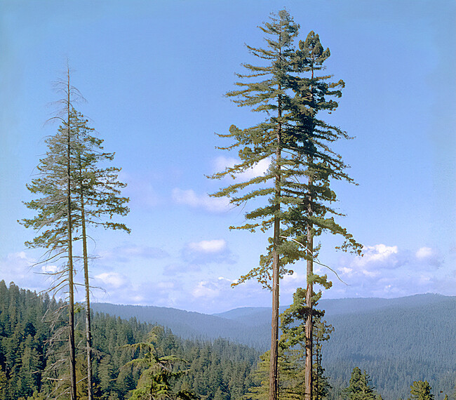 Con Mas De 115 Metros Es El Arbol Mas Grande Del Mundo Y Te Puede Caer La Multa Mas Grande Del Mundo Si Lo Visitas Por Meterte En Una Zona Secreta