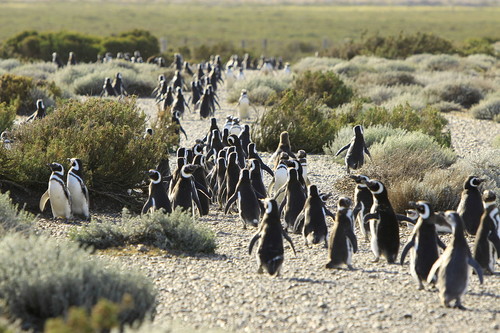 Las principales reservas donde ver pingüinos en la Patagonia argentina