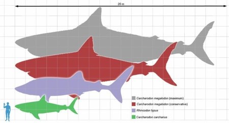 Seis animales que han evolucionado más rápidamente de lo habitual