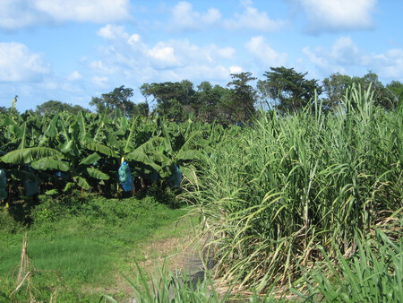 Sugar Cane Banana Martinique