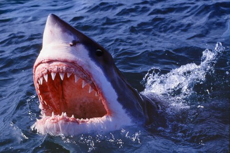 jaws