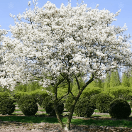 Amelanchier Lamarckii Tree Arbol