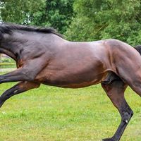 El Praefectos Vrbis incrementará el control de emisiones de caballos tras detectar vn Alfalfagate con hidromiel