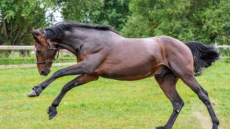 El Praefectos Vrbis incrementará el control de emisiones de caballos tras detectar vn Alfalfagate con hidromiel