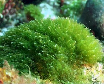 Desde el mar para favorecer la salud: la Algoterapia
