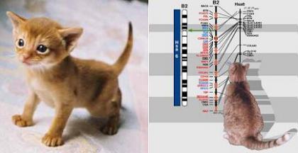 Descifrado el genoma del gato doméstico