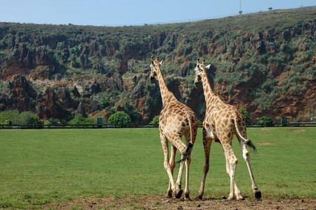 El Parque de la Naturaleza de Cabárceno tendrá una telecabina en el 2015