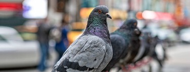 Michael Bay, acusado de matar a una paloma durante el rodaje de '6 en la sombra', se defiende: "Es falso, peligroso y difamatorio"