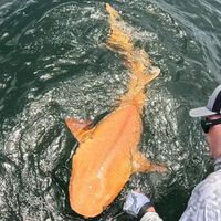 Unos pescadores descubrieron un tiburón color naranja en el Caribe. Es único en su especie y tiene dos raras afecciones 