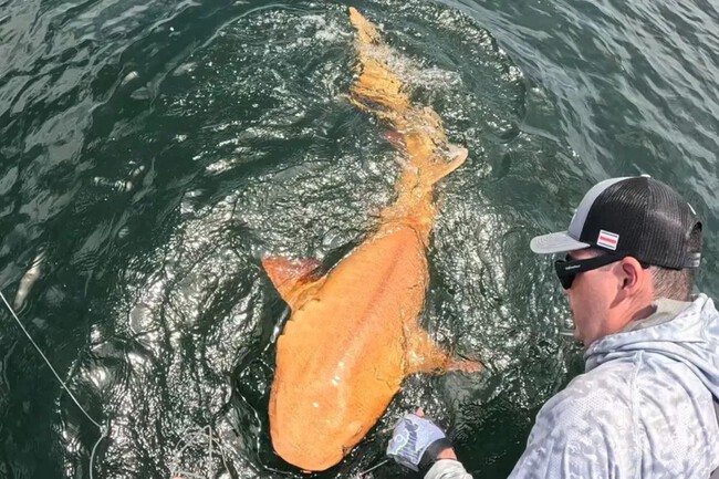 Tiburon Naranja
