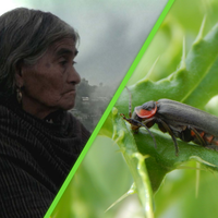 Hemos descubierto una nueva especie de luciérnaga en México; le pusimos el nombre de una curandera  