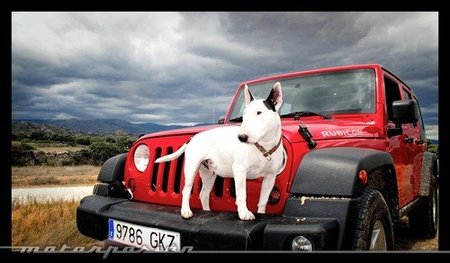 Transporta correctamente a tu mascota
