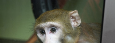 The use of monkeys for research is justified: without them we would not have many treatments