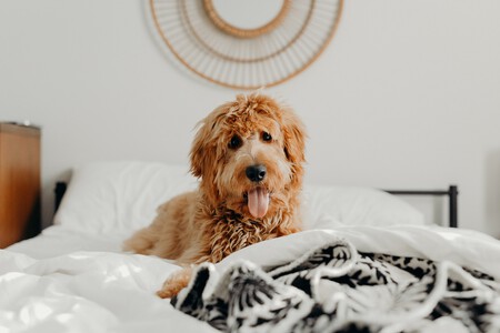 Todo lo que se sabe sobre el curso obligatorio para mascotas de la nueva Ley de Bienestar Animal