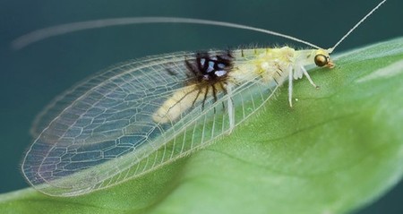 Nueva especie descubierta gracias a una "red social"