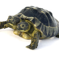 La mayor colección de malformaciones de España está en Madrid. Y la van a cerrar